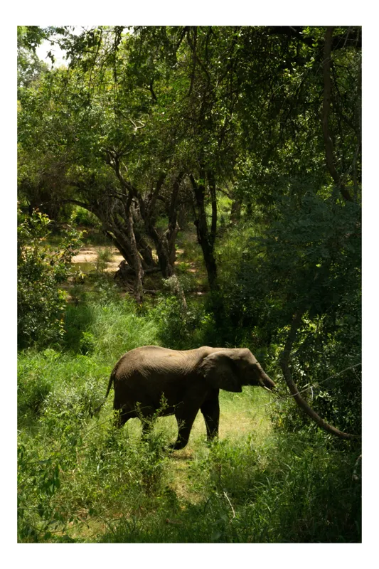 Tablou Canvas, "Elefant în pădurea verde intensă", Elefant, Pădure, Verdeață, Natură, Tufişuri, Serenitate, Sălbăticie, Vegetaţie, Arbori, Umbre, 100 x 100 cm
