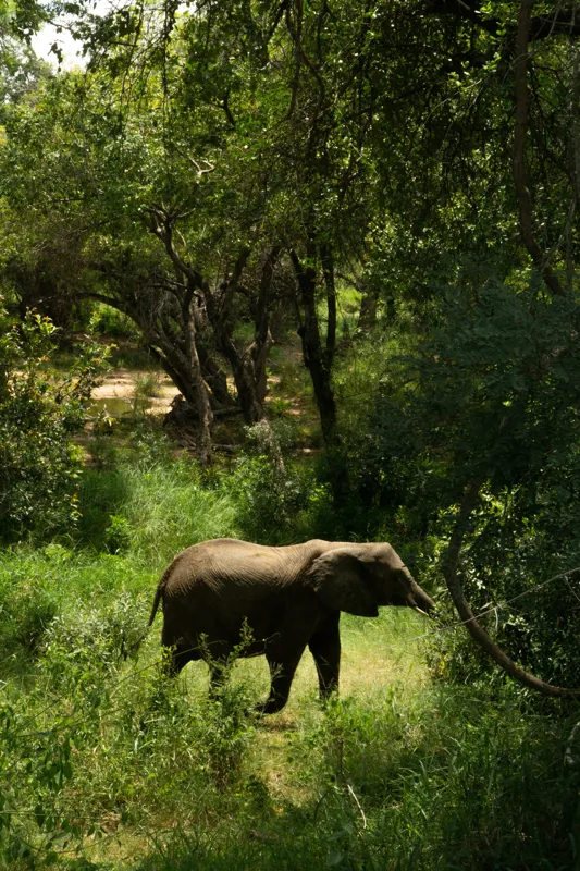 Tablou Canvas, "Elefant în pădurea verde intensă", Elefant, Pădure, Verdeață, Natură, Tufişuri, Serenitate, Sălbăticie, Vegetaţie, Arbori, Umbre, 26 x 39 cm – poza 2