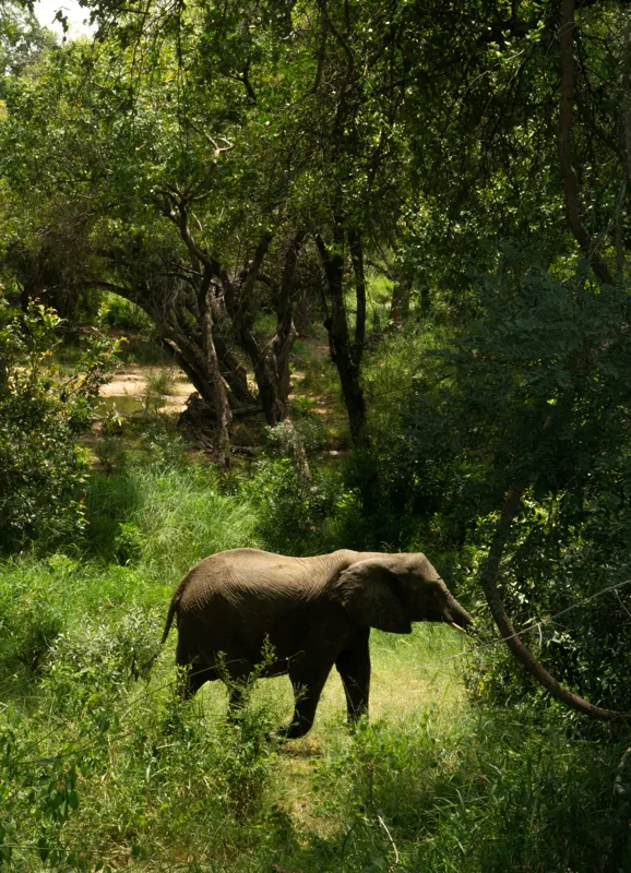 Tablou Canvas, "Elefant în pădurea verde intensă", Elefant, Pădure, Verdeață, Natură, Tufişuri, Serenitate, Sălbăticie, Vegetaţie, Arbori, Umbre, 39 x 54 cm – poza 2