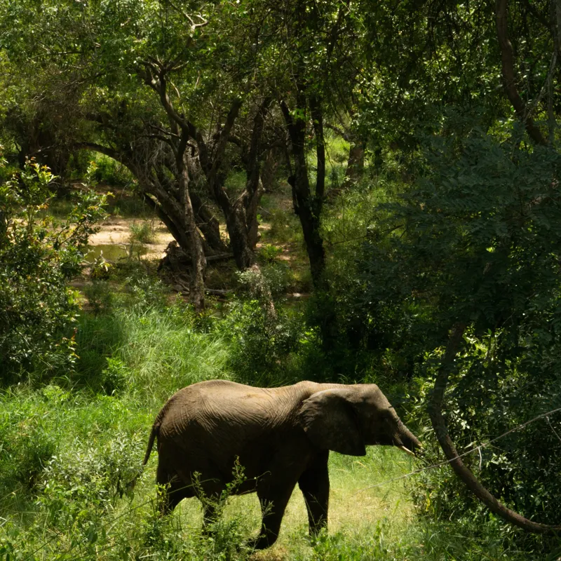 Tablou Canvas, "Elefant în pădurea verde intensă", Elefant, Pădure, Verdeață, Natură, Tufişuri, Serenitate, Sălbăticie, Vegetaţie, Arbori, Umbre, 50 x 50 cm – poza 2