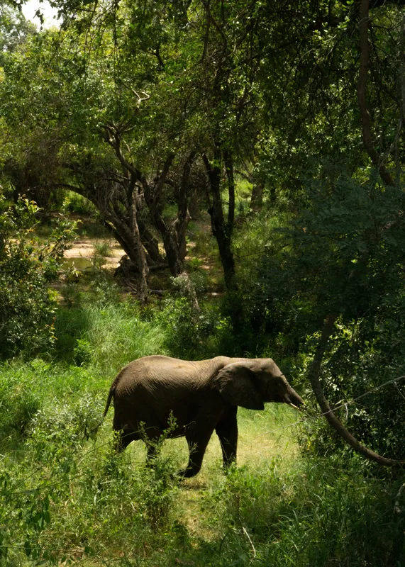 Tablou Canvas, "Elefant în pădurea verde intensă", Elefant, Pădure, Verdeață, Natură, Tufişuri, Serenitate, Sălbăticie, Vegetaţie, Arbori, Umbre, 50 x 70 cm – poza 2