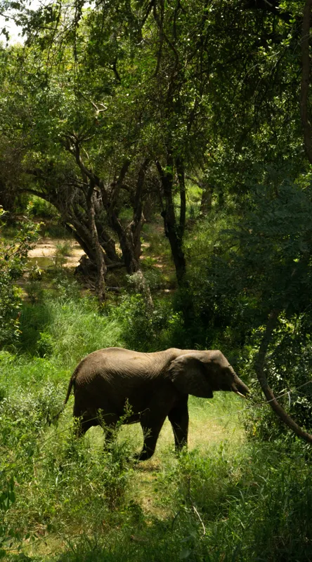 Tablou Canvas, "Elefant în pădurea verde intensă", Elefant, Pădure, Verdeață, Natură, Tufişuri, Serenitate, Sălbăticie, Vegetaţie, Arbori, Umbre, 50 x 90 cm – poza 2