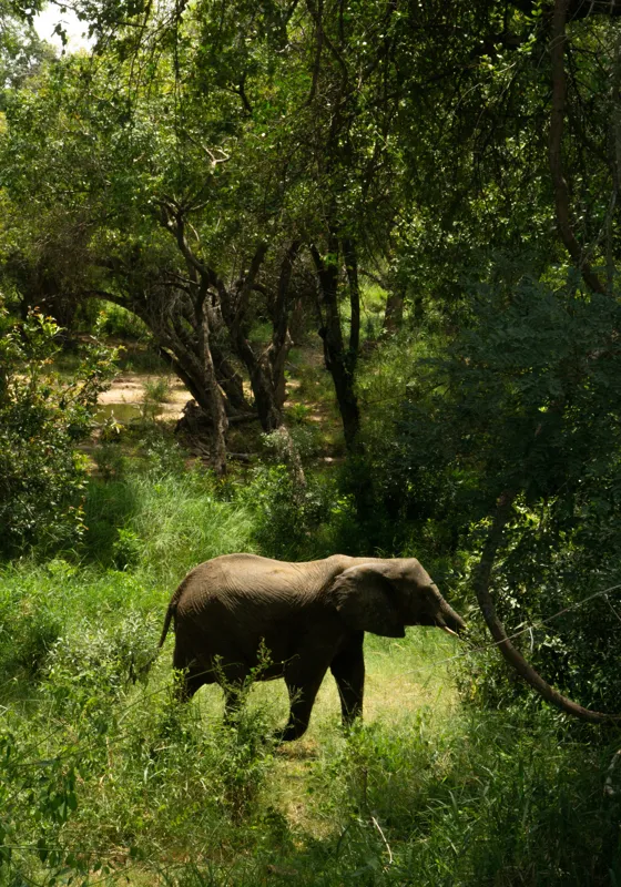 Tablou Canvas, "Elefant în pădurea verde intensă", Elefant, Pădure, Verdeață, Natură, Tufişuri, Serenitate, Sălbăticie, Vegetaţie, Arbori, Umbre, 70 x 100 cm – poza 2