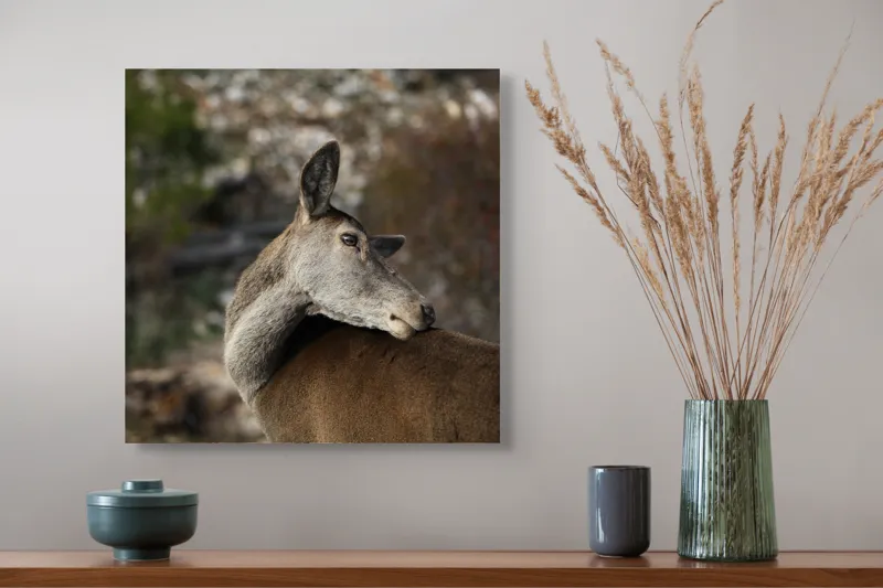 Tablou Canvas, "Caprioara privind spre orizont liniștit", Natură, Căprioară, Viziune, Serenitate, Blândețe, Peisaj, Sălbăticie, Frumusețe, Calm, Echilibru, 50 x 50 cm – poza 4