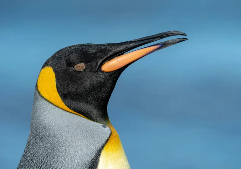 Tablou Canvas, "Pinguin regal în profil elegant", Pinguin, Portocaliu, Negru, Gri, Galben, Ocean, Contrast, Eleganță, Serenitate, 100 x 70 cm – poza 2