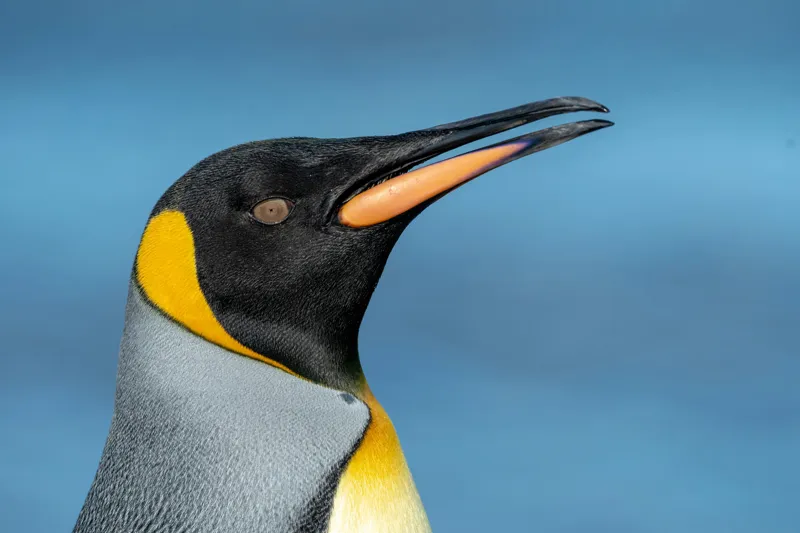 Tablou Canvas, "Pinguin regal în profil elegant", Pinguin, Portocaliu, Negru, Gri, Galben, Ocean, Contrast, Eleganță, Serenitate, 150 x 100 cm – poza 2