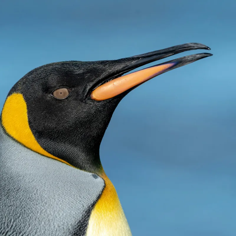Tablou Canvas, "Pinguin regal în profil elegant", Pinguin, Portocaliu, Negru, Gri, Galben, Ocean, Contrast, Eleganță, Serenitate, 50 x 50 cm – poza 2