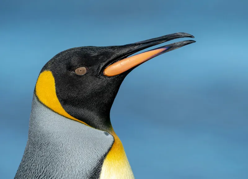 Tablou Canvas, "Pinguin regal în profil elegant", Pinguin, Portocaliu, Negru, Gri, Galben, Ocean, Contrast, Eleganță, Serenitate, 54 x 39 cm – poza 2