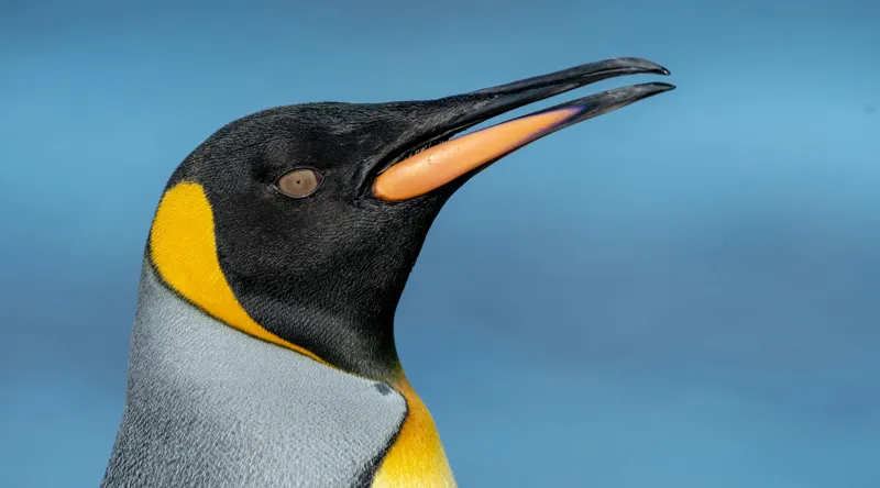 Tablou Canvas, "Pinguin regal în profil elegant", Pinguin, Portocaliu, Negru, Gri, Galben, Ocean, Contrast, Eleganță, Serenitate, 90 x 50 cm – poza 2