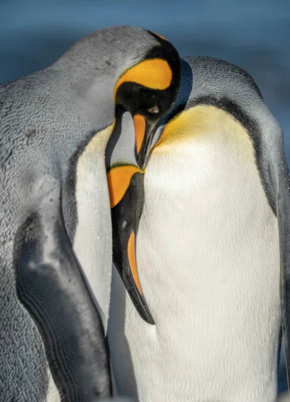 Tablou Canvas, "Îmbrățișarea pinguinilor împărătești", Penguins, Tenderness, Connection, Intimacy, Nature, Affection, 39 x 54 cm – poza 2