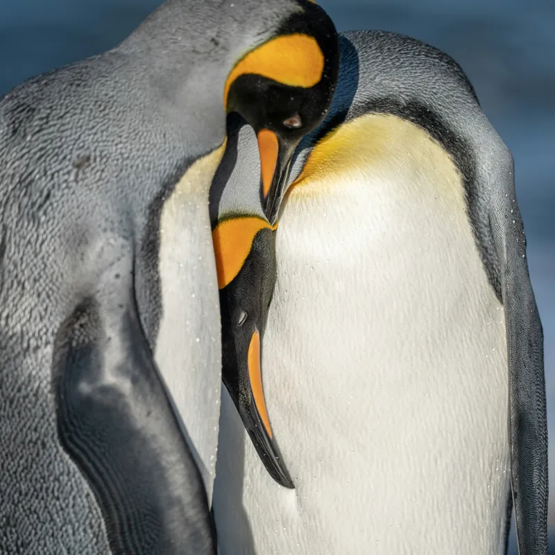 Tablou Canvas, "Îmbrățișarea pinguinilor împărătești", Penguins, Tenderness, Connection, Intimacy, Nature, Affection, 50 x 50 cm – poza 2