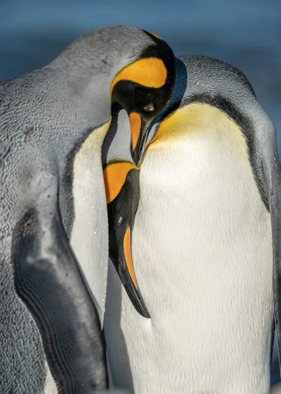 Tablou Canvas, "Îmbrățișarea pinguinilor împărătești", Penguins, Tenderness, Connection, Intimacy, Nature, Affection, 50 x 70 cm – poza 2