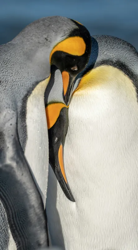 Tablou Canvas, "Îmbrățișarea pinguinilor împărătești", Penguins, Tenderness, Connection, Intimacy, Nature, Affection, 50 x 90 cm – poza 2
