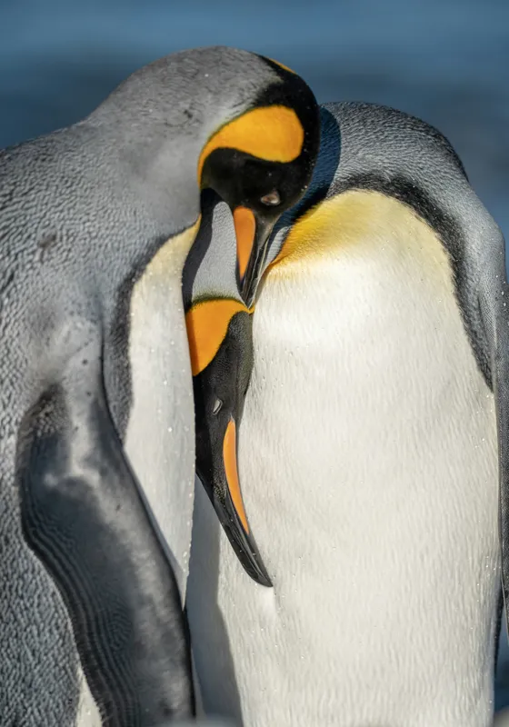 Tablou Canvas, "Îmbrățișarea pinguinilor împărătești", Penguins, Tenderness, Connection, Intimacy, Nature, Affection, 70 x 100 cm – poza 2