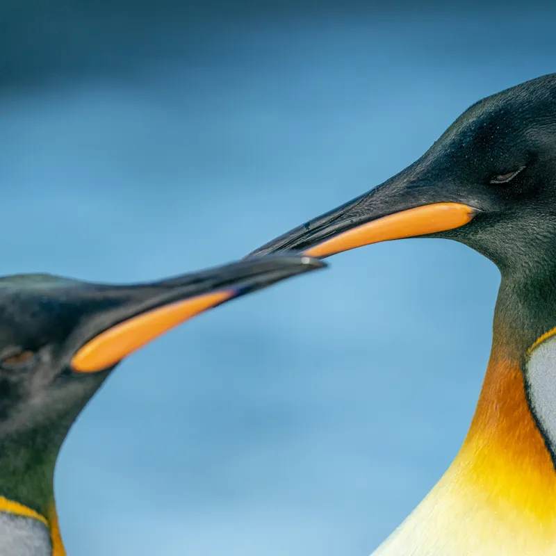Tablou Canvas, "Întâlnirea sufletelor sub cerul arctic", Pinguini, Afecțiune, Colorat, Apropiere, Ocean, Eleganță, Grație, Natură, Serenitate, Armonie., 50 x 50 cm – poza 2