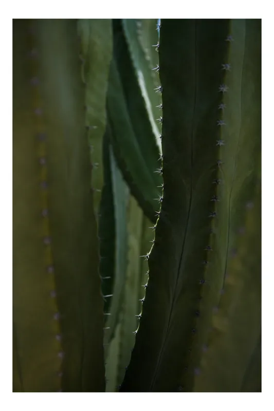 Tablou Canvas, "Spinii cactușilor în lumina dimineții", Verde, Textură, Natură, Spineți, Mistic, Vegetație, Adâncime, Tăcere, Organic, Viu, 100 x 100 cm