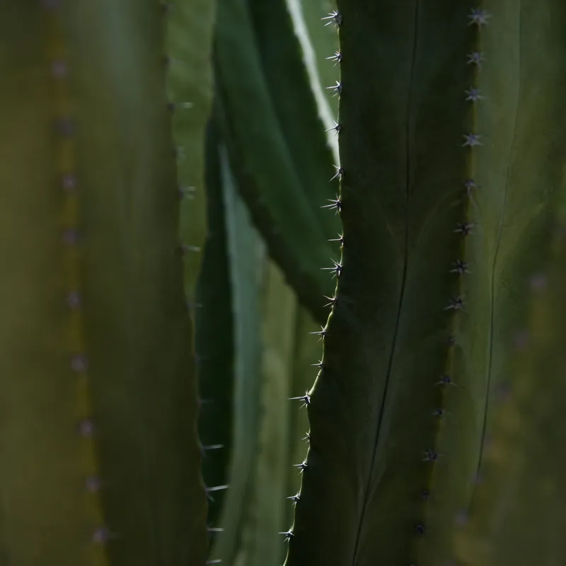 Tablou Canvas, "Spinii cactușilor în lumina dimineții", Verde, Textură, Natură, Spineți, Mistic, Vegetație, Adâncime, Tăcere, Organic, Viu, 100 x 100 cm – poza 2