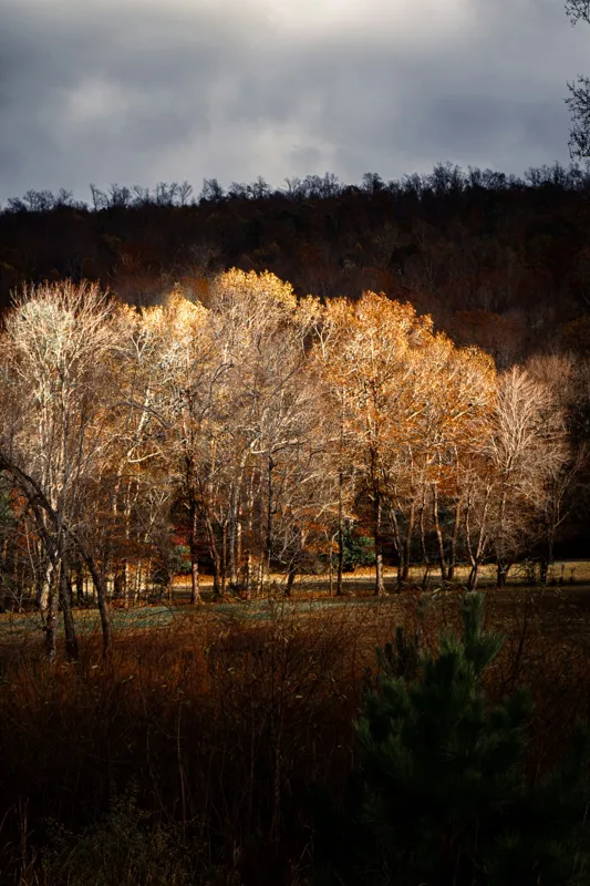 Tablou Canvas, "Strălucirea toamnei în pădurea liniștită", Natura, Toamnă, Pădure, Lumină, Copaci, Frunze, Umbre, Peisaj, 100 x 150 cm – poza 2