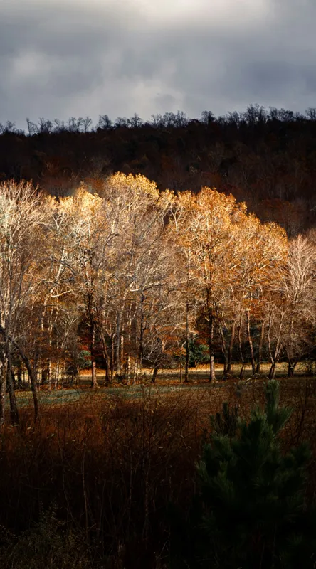 Tablou Canvas, "Strălucirea toamnei în pădurea liniștită", Natura, Toamnă, Pădure, Lumină, Copaci, Frunze, Umbre, Peisaj, 50 x 90 cm – poza 2