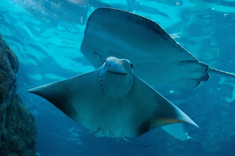 Tablou Canvas, "Zborul grațios al pisicii de mare", 150 x 100 cm – poza 2