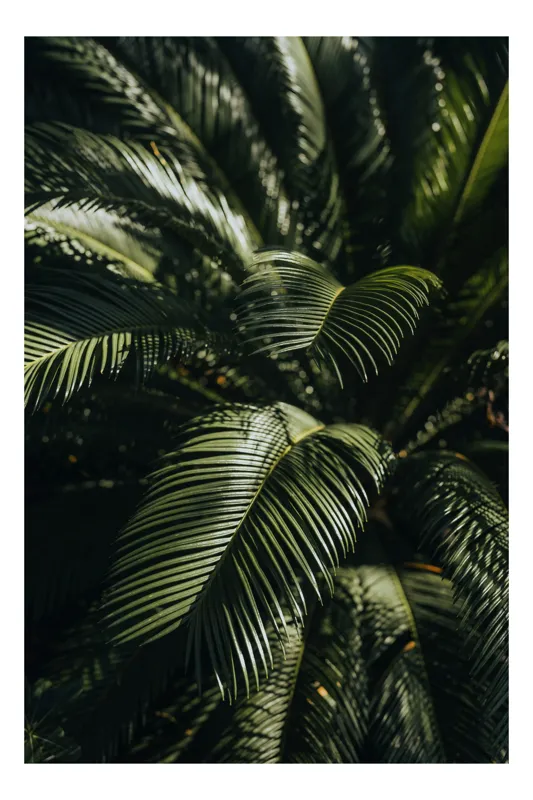 Tablou Canvas, "Frunzele misteriose ale junglelor tropicale", Frumusețe, Lumină, Verdeață, Frunze, Natură, Textură, 70 x 100 cm