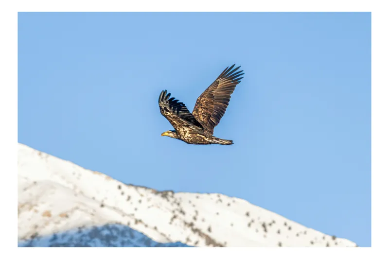 Tablou Canvas, "Vulturul stăpân al cerului albastru", Vultur, Cer, Zbor, Munte, Nevatat, Libertate, Natură, Majestuos, Aripi, Peisaj, 39 x 26 cm