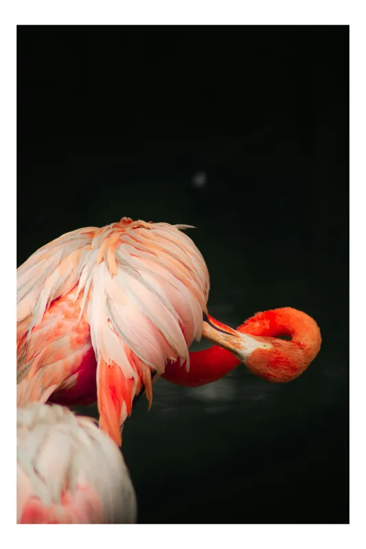 Tablou Canvas, "Flamingo în moment de reflecție rozalie", Penaj, Flamingo, Eleganță, Roz, Acceptabilă, 100 x 100 cm