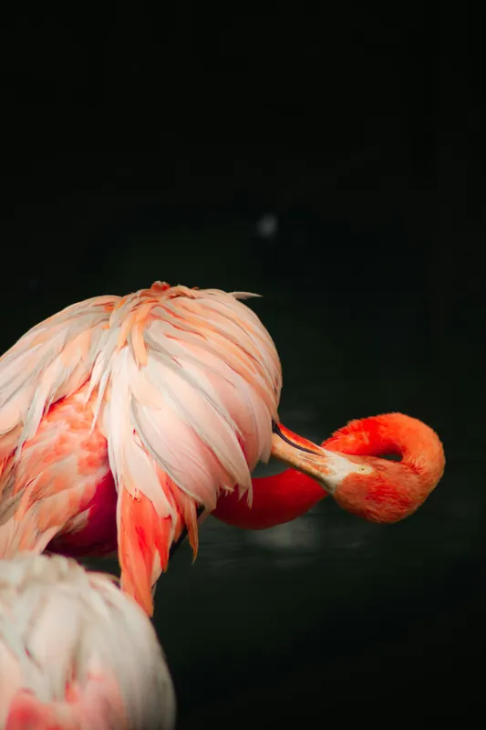 Tablou Canvas, "Flamingo în moment de reflecție rozalie", Penaj, Flamingo, Eleganță, Roz, Acceptabilă, 26 x 39 cm – poza 2