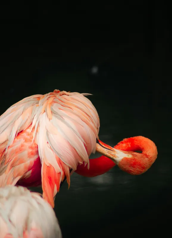Tablou Canvas, "Flamingo în moment de reflecție rozalie", Penaj, Flamingo, Eleganță, Roz, Acceptabilă, 39 x 54 cm – poza 2