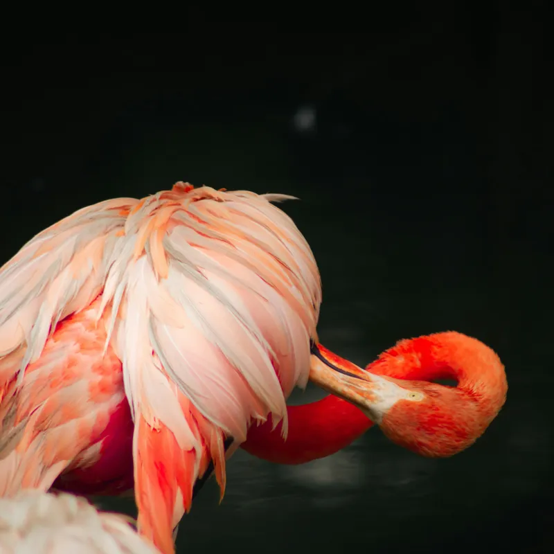 Tablou Canvas, "Flamingo în moment de reflecție rozalie", Penaj, Flamingo, Eleganță, Roz, Acceptabilă, 50 x 50 cm – poza 2