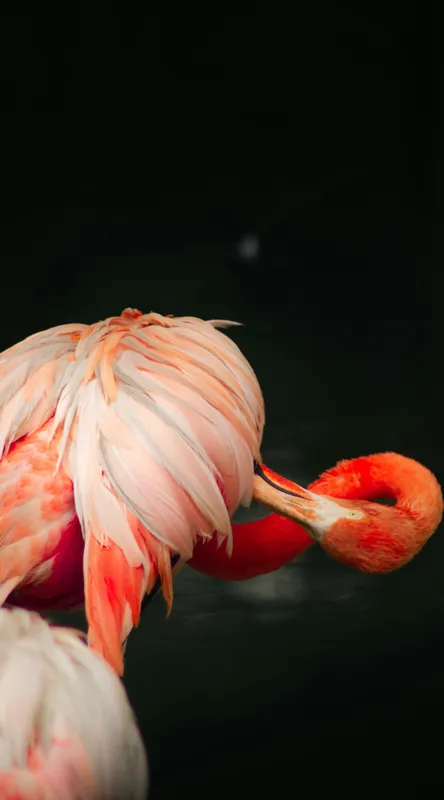 Tablou Canvas, "Flamingo în moment de reflecție rozalie", Penaj, Flamingo, Eleganță, Roz, Acceptabilă, 50 x 90 cm – poza 2