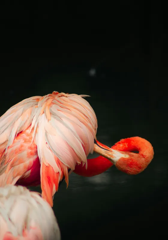 Tablou Canvas, "Flamingo în moment de reflecție rozalie", Penaj, Flamingo, Eleganță, Roz, Acceptabilă, 70 x 100 cm – poza 2
