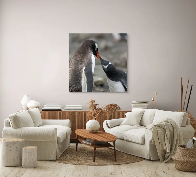 Tablou Canvas, "Întâlnire tandră între doi pinguini", Pinguini, Interacțiune, Natură, Blană, Aripi, Sol, Curiozitate, Contact, 100 x 100 cm – poza 3