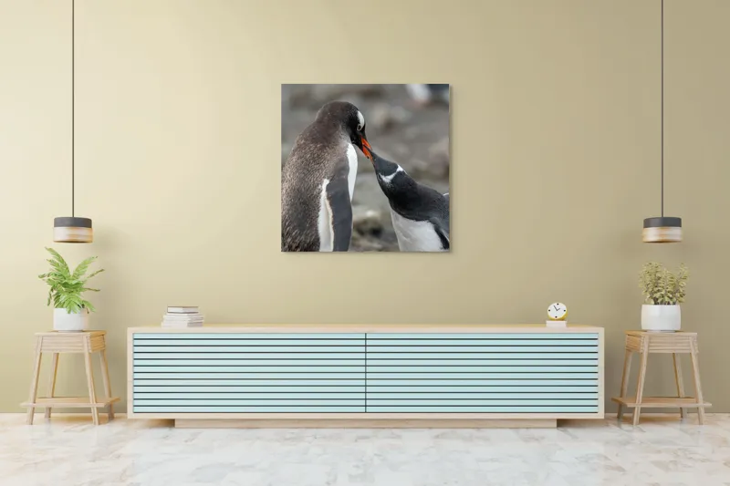 Tablou Canvas, "Întâlnire tandră între doi pinguini", Pinguini, Interacțiune, Natură, Blană, Aripi, Sol, Curiozitate, Contact, 100 x 100 cm – poza 5