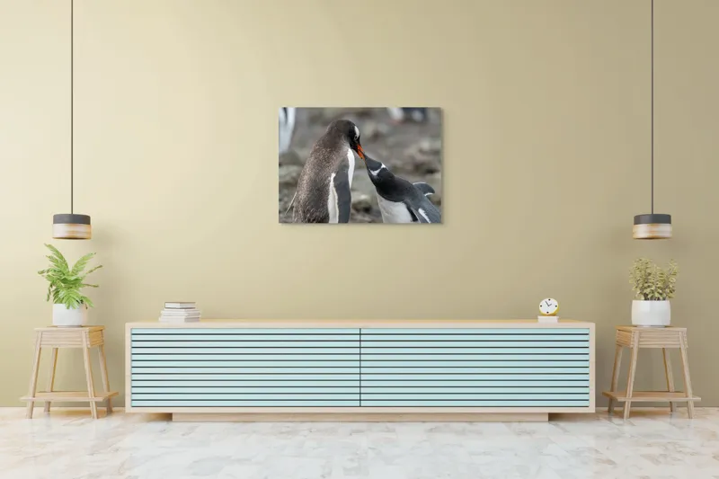 Tablou Canvas, "Întâlnire tandră între doi pinguini", Pinguini, Interacțiune, Natură, Blană, Aripi, Sol, Curiozitate, Contact, 100 x 70 cm – poza 4