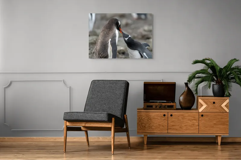 Tablou Canvas, "Întâlnire tandră între doi pinguini", Pinguini, Interacțiune, Natură, Blană, Aripi, Sol, Curiozitate, Contact, 100 x 70 cm – poza 8