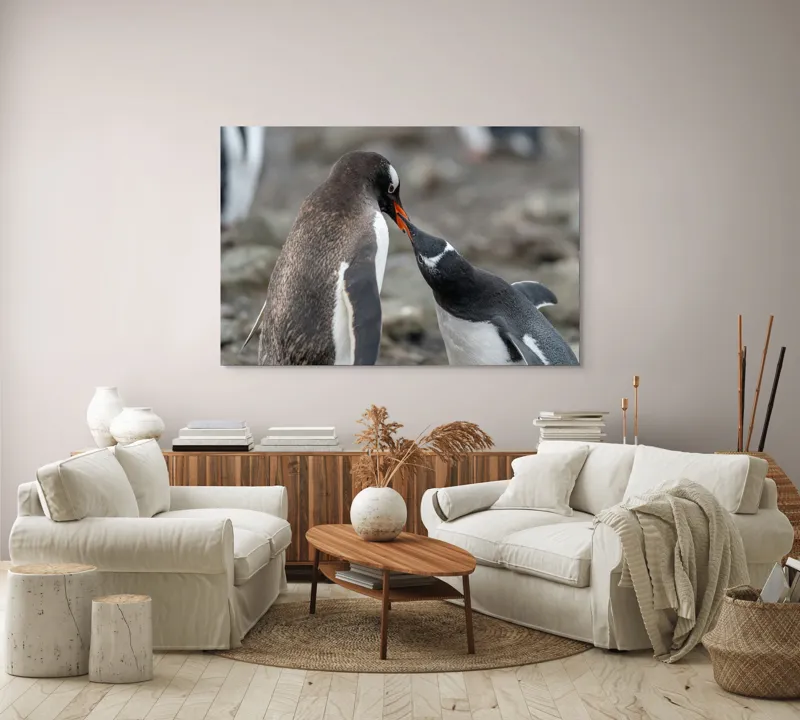 Tablou Canvas, "Întâlnire tandră între doi pinguini", Pinguini, Interacțiune, Natură, Blană, Aripi, Sol, Curiozitate, Contact, 150 x 100 cm – poza 3