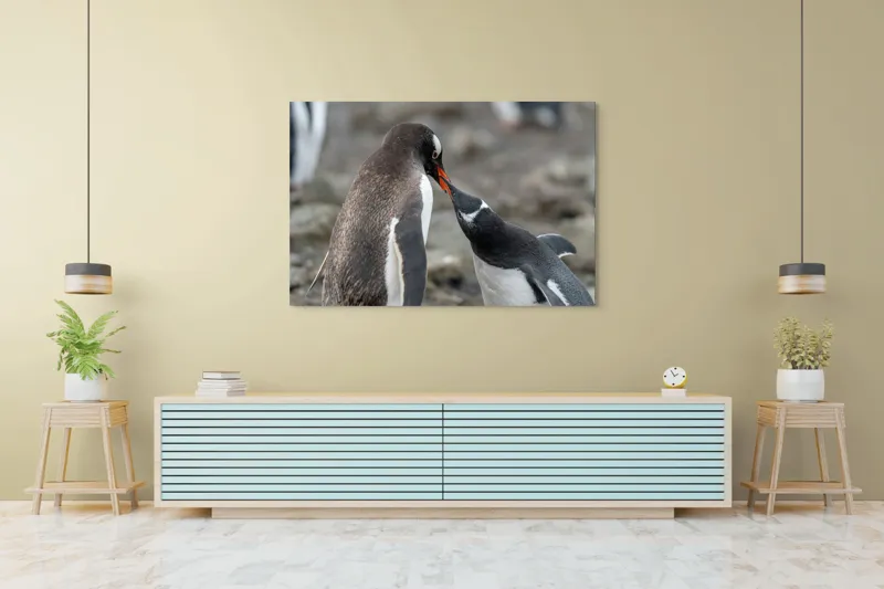 Tablou Canvas, "Întâlnire tandră între doi pinguini", Pinguini, Interacțiune, Natură, Blană, Aripi, Sol, Curiozitate, Contact, 150 x 100 cm – poza 6
