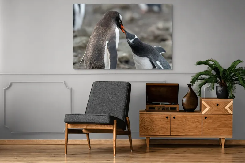 Tablou Canvas, "Întâlnire tandră între doi pinguini", Pinguini, Interacțiune, Natură, Blană, Aripi, Sol, Curiozitate, Contact, 150 x 100 cm – poza 8