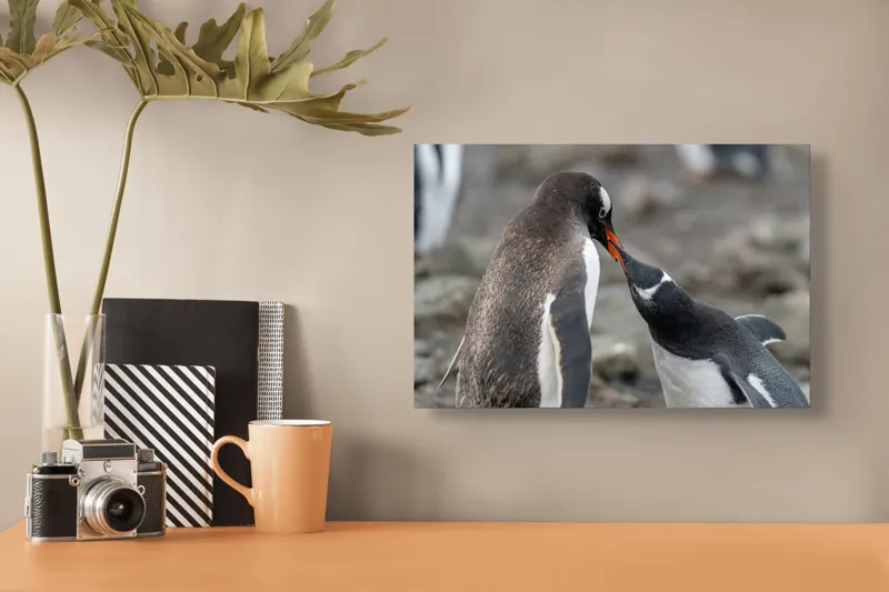 Tablou Canvas, "Întâlnire tandră între doi pinguini", Pinguini, Interacțiune, Natură, Blană, Aripi, Sol, Curiozitate, Contact, 39 x 26 cm – poza 3