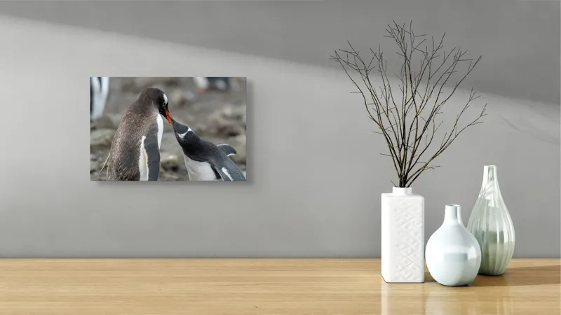 Tablou Canvas, "Întâlnire tandră între doi pinguini", Pinguini, Interacțiune, Natură, Blană, Aripi, Sol, Curiozitate, Contact, 39 x 26 cm – poza 8