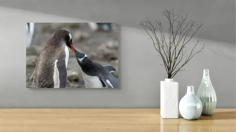 Tablou Canvas, "Întâlnire tandră între doi pinguini", Pinguini, Interacțiune, Natură, Blană, Aripi, Sol, Curiozitate, Contact, 54 x 39 cm – poza 3