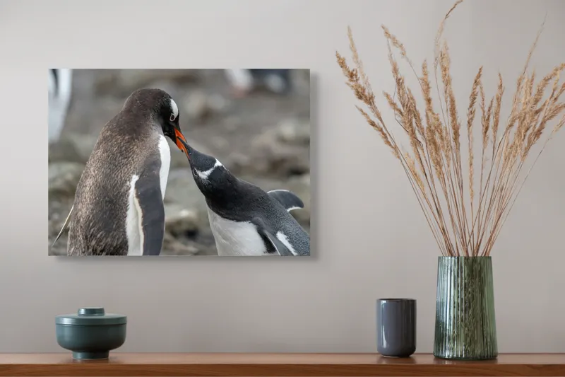 Tablou Canvas, "Întâlnire tandră între doi pinguini", Pinguini, Interacțiune, Natură, Blană, Aripi, Sol, Curiozitate, Contact, 54 x 39 cm – poza 4