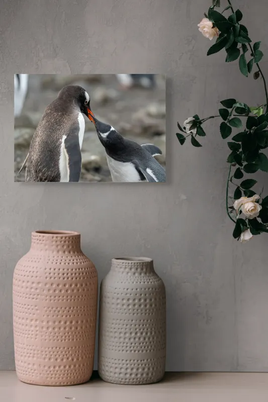 Tablou Canvas, "Întâlnire tandră între doi pinguini", Pinguini, Interacțiune, Natură, Blană, Aripi, Sol, Curiozitate, Contact, 54 x 39 cm – poza 8