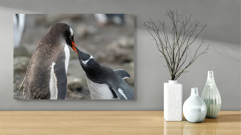 Tablou Canvas, "Întâlnire tandră între doi pinguini", Pinguini, Interacțiune, Natură, Blană, Aripi, Sol, Curiozitate, Contact, 70 x 50 cm – poza 3