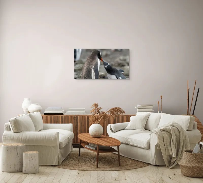 Tablou Canvas, "Întâlnire tandră între doi pinguini", Pinguini, Interacțiune, Natură, Blană, Aripi, Sol, Curiozitate, Contact, 90 x 50 cm – poza 4