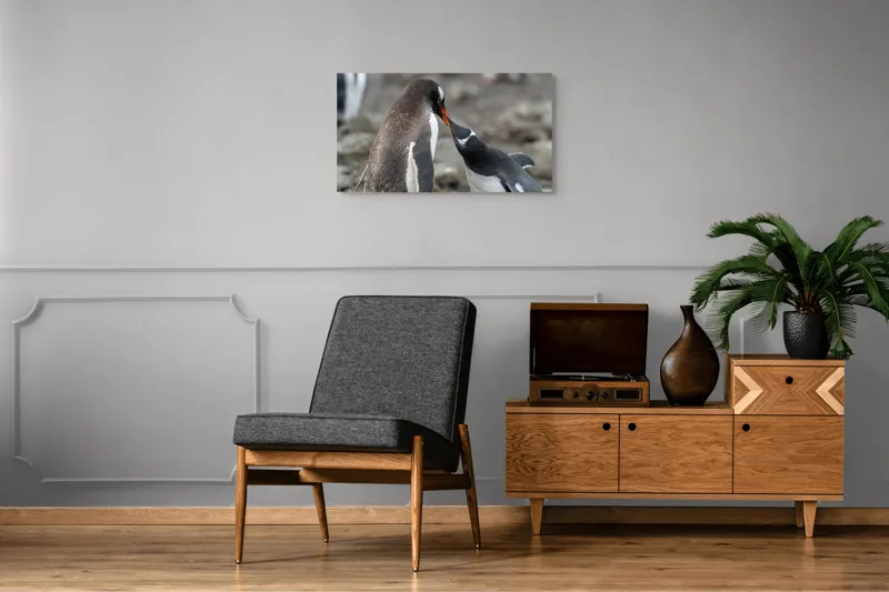 Tablou Canvas, "Întâlnire tandră între doi pinguini", Pinguini, Interacțiune, Natură, Blană, Aripi, Sol, Curiozitate, Contact, 90 x 50 cm – poza 6