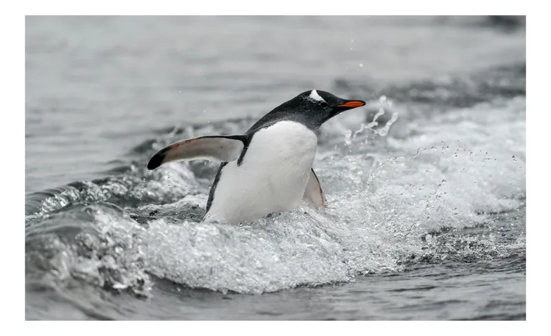 Tablou Canvas, "Pinguin înotând printre valuri reci", Penguin, Water, Splashing, Motion, Ocean, Nature, Wildlife, 39 x 26 cm