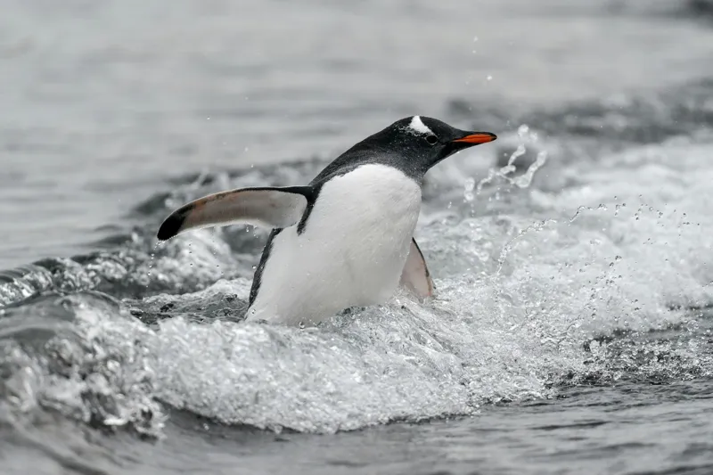 Tablou Canvas, "Pinguin înotând printre valuri reci", Penguin, Water, Splashing, Motion, Ocean, Nature, Wildlife, 150 x 100 cm – poza 2