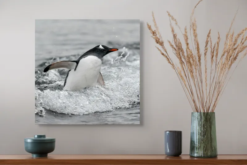 Tablou Canvas, "Pinguin înotând printre valuri reci", Penguin, Water, Splashing, Motion, Ocean, Nature, Wildlife, 50 x 50 cm – poza 4